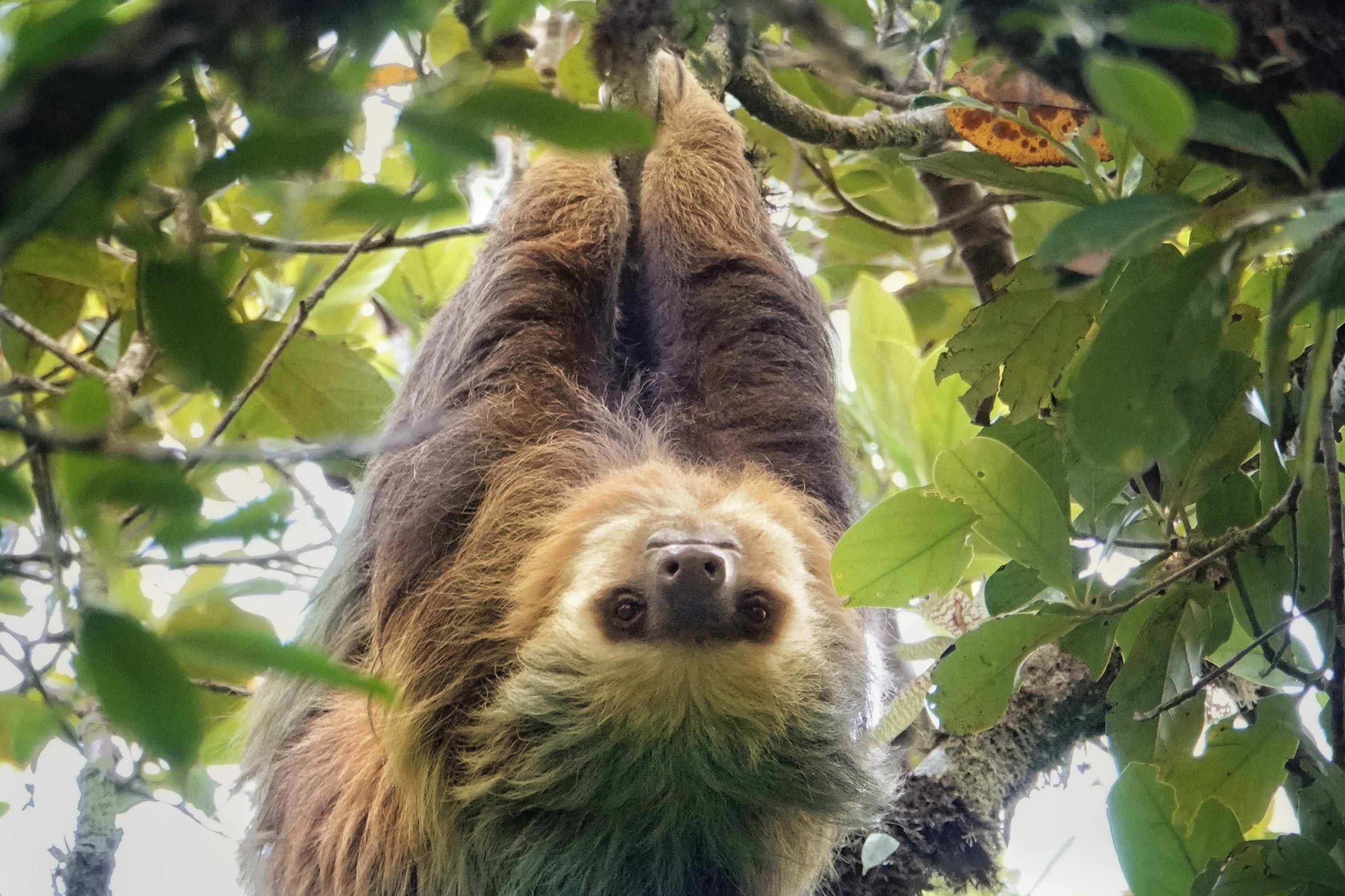 Paresseux laineux à deux doigts suspendu dans les arbres